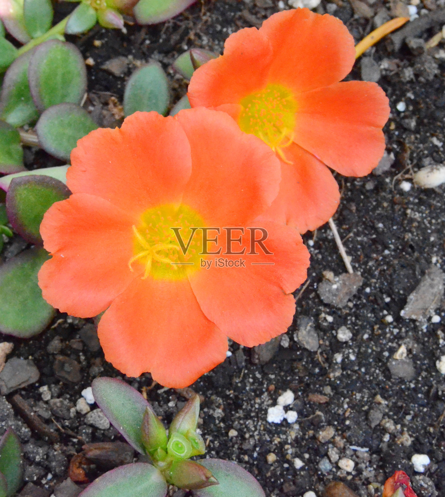 橙色马齿苋花园照片摄影图片