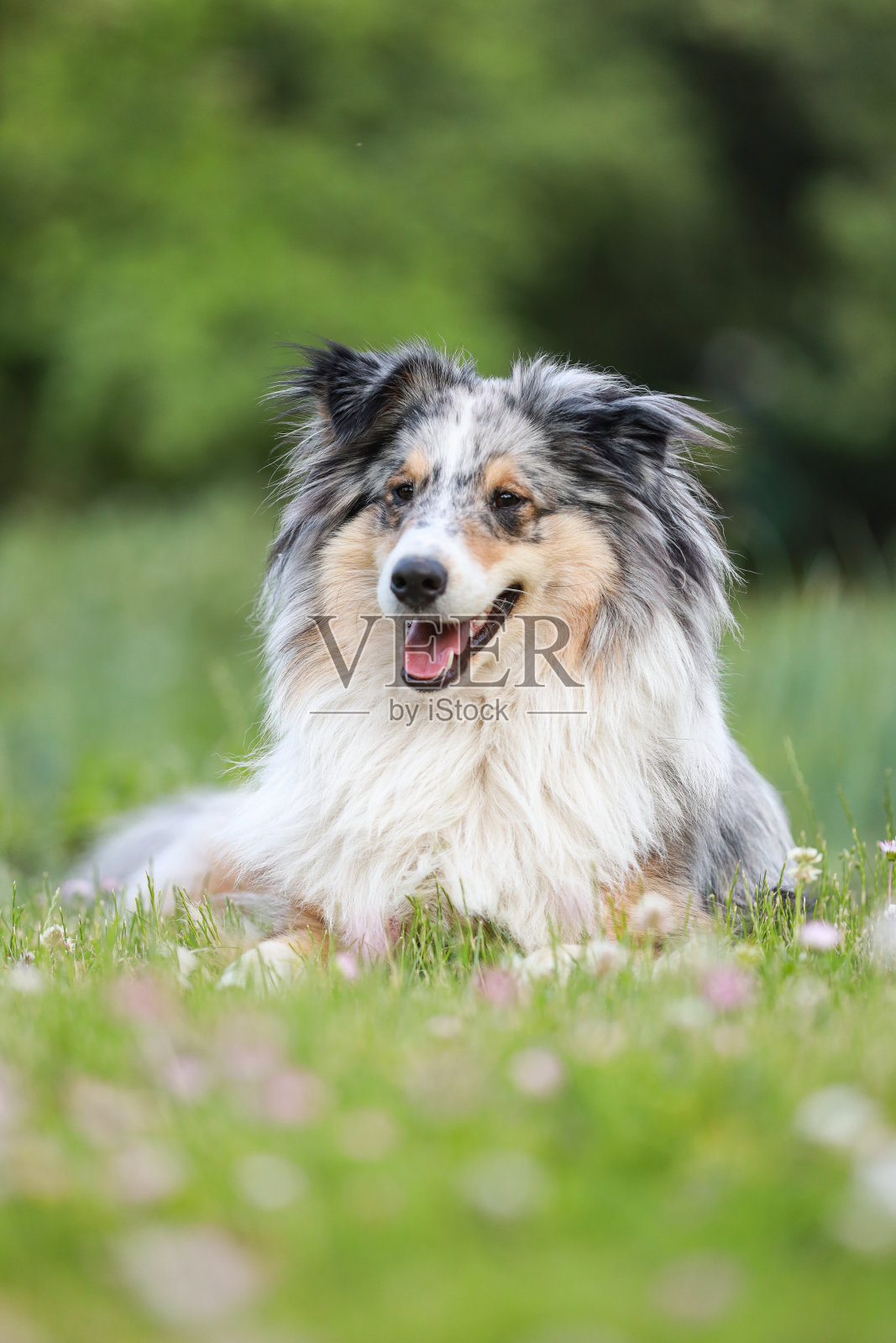 设得兰牧羊犬坐在草地上，眼睛眺望远方。照片摄影图片