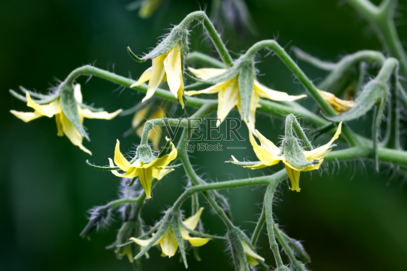 特写黄色的樱桃西红柿花照片摄影图片