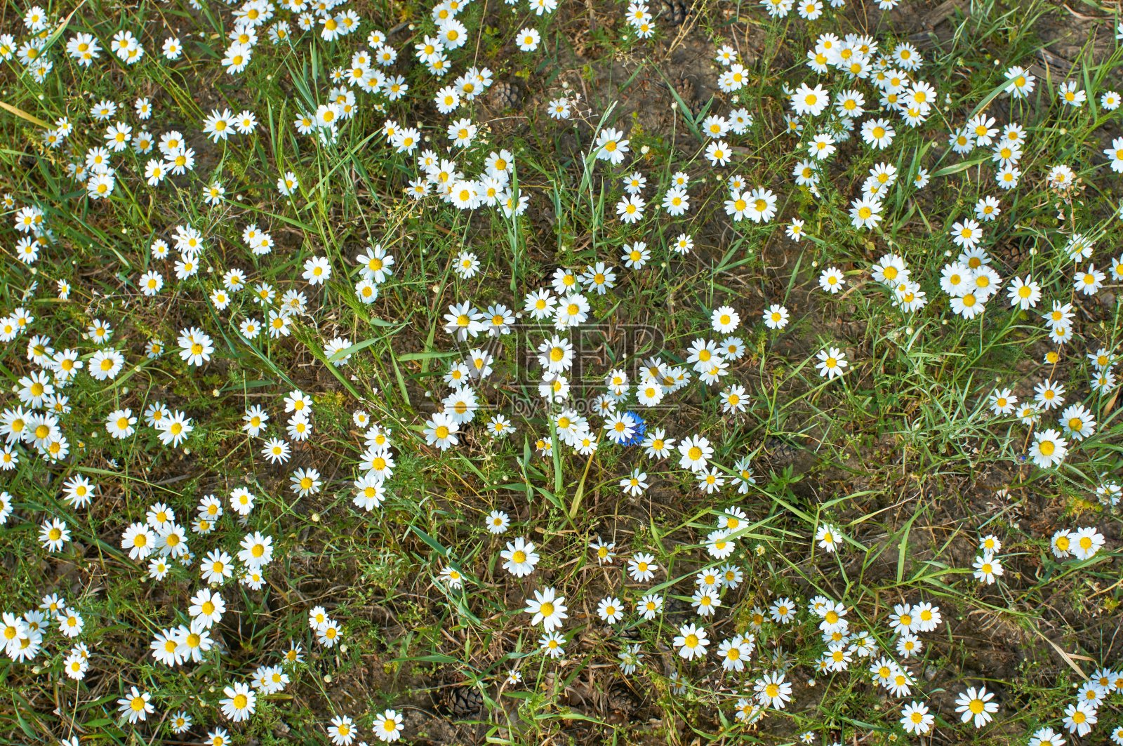 洋甘菊花卉照片摄影图片