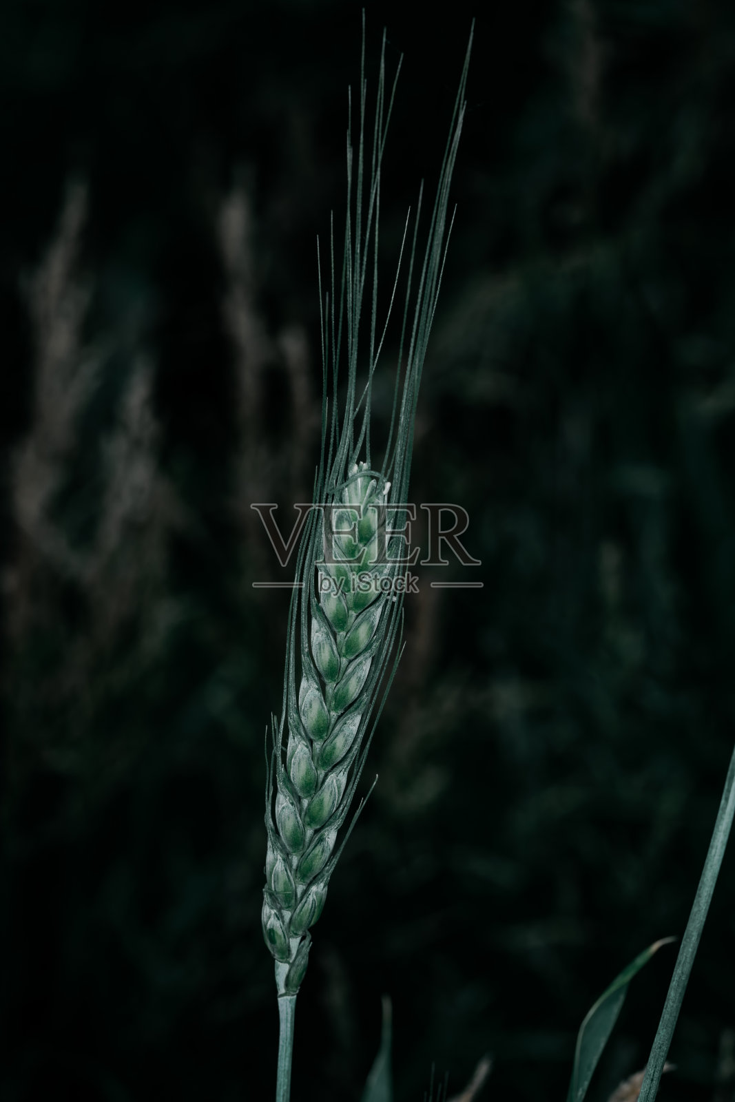 美丽的近景呼罗珊小麦与凉爽的蓝色绿色色调在春天。照片摄影图片