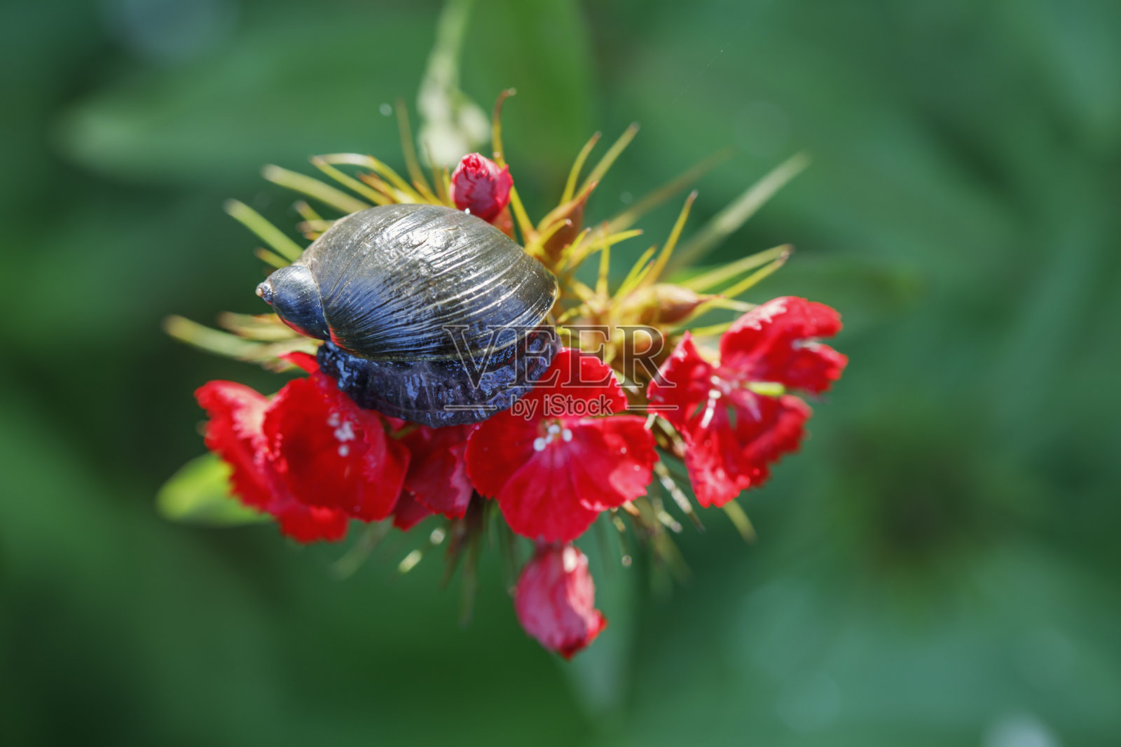 蜗牛坐在花园的红色康乃馨上。照片摄影图片
