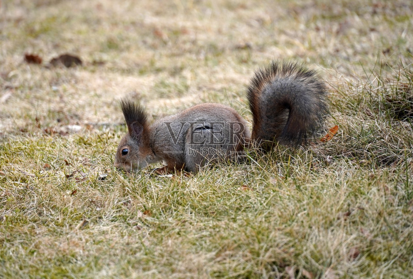 一只松鼠站在一片干燥的草地上。松鼠坐在草地上吃东西照片摄影图片