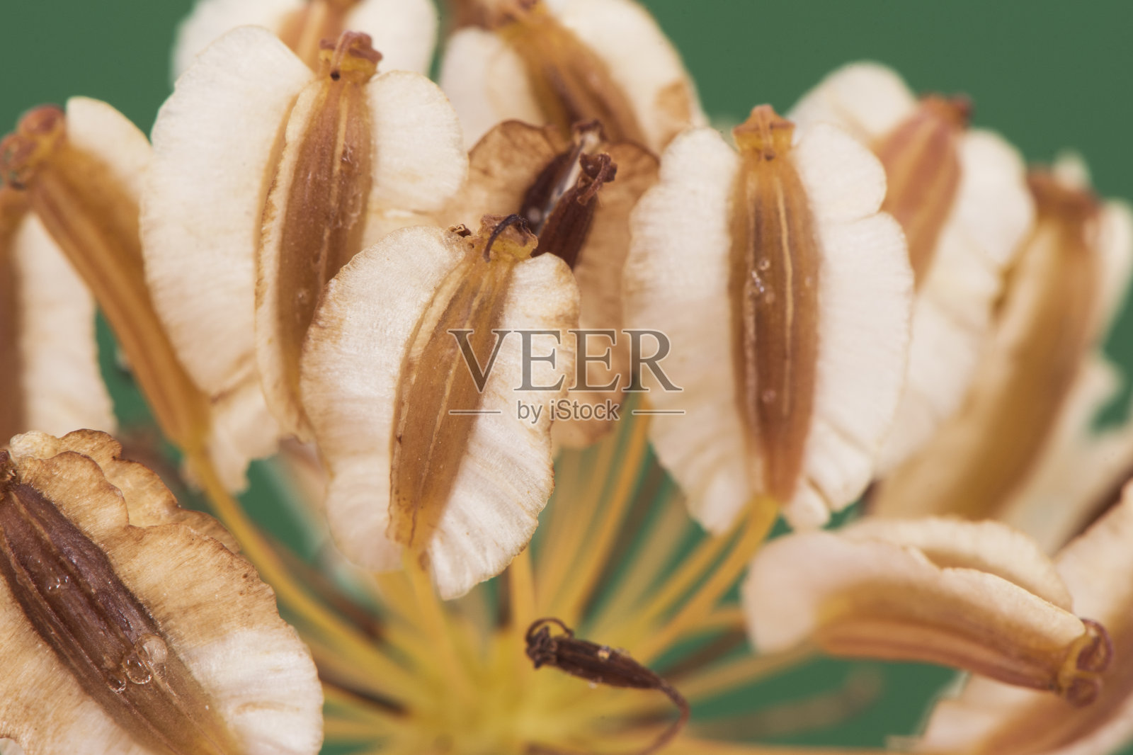 长绒毛的致命胡萝卜果实，浅棕色和深绿色背景上的米色照片摄影图片