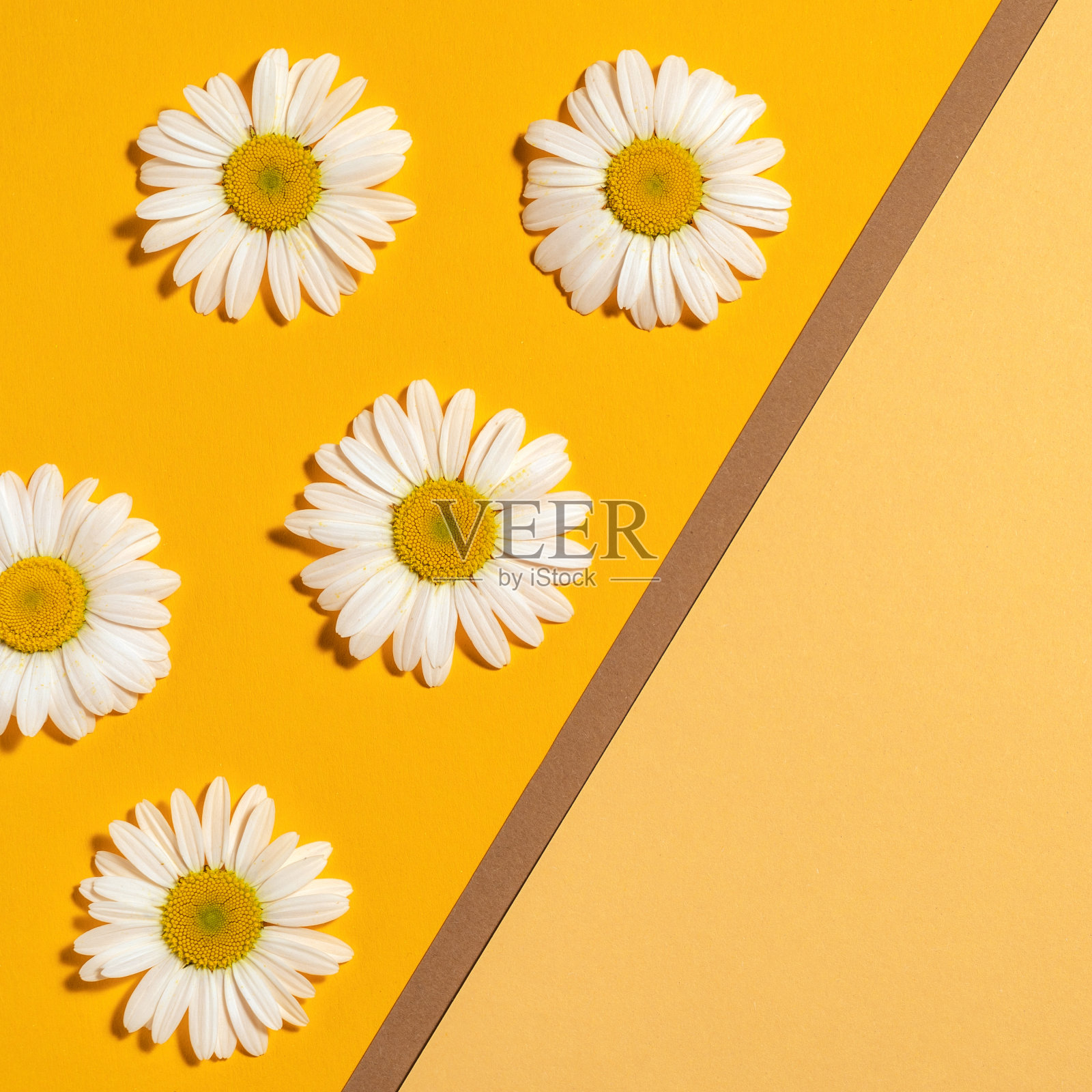 明亮的背景与甘菊。黄色背景上的黛西。平躺照片摄影图片