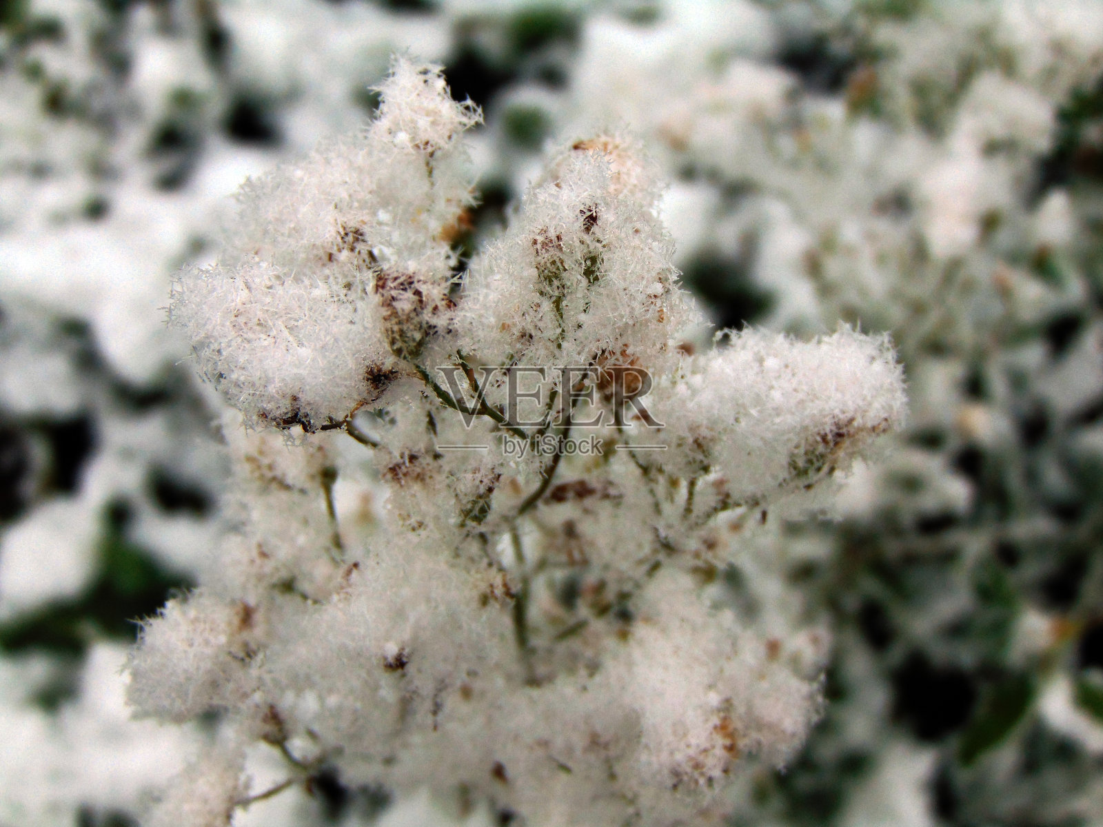 草地上的雪-马拉穆里照片摄影图片