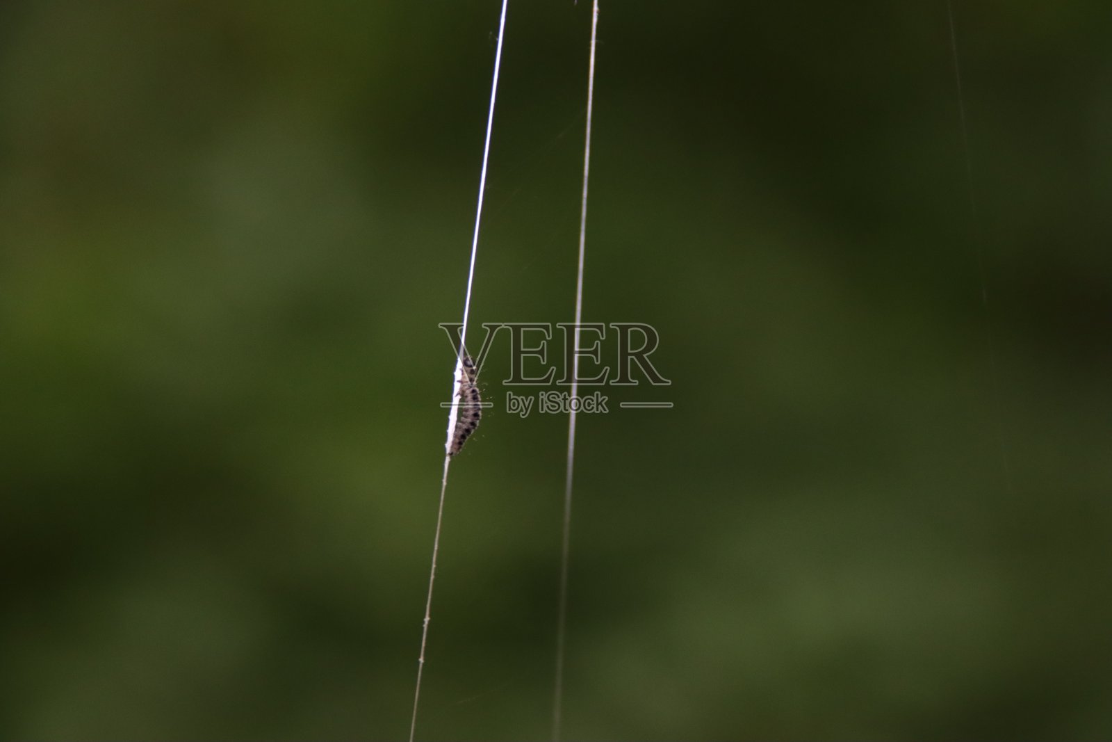 IJssel的neuwerkerk和den的各种灌木丛中的蜘蛛蛾网照片摄影图片