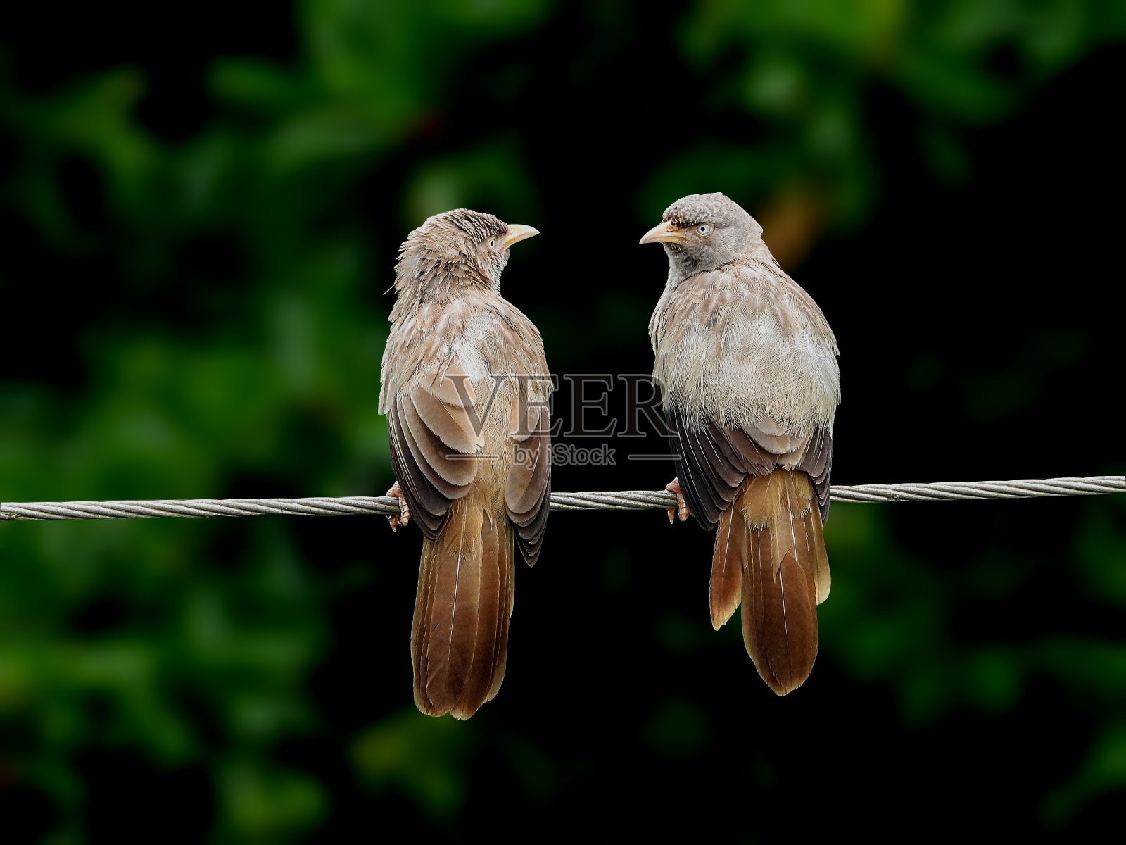 丛林胡言乱语的一对照片摄影图片