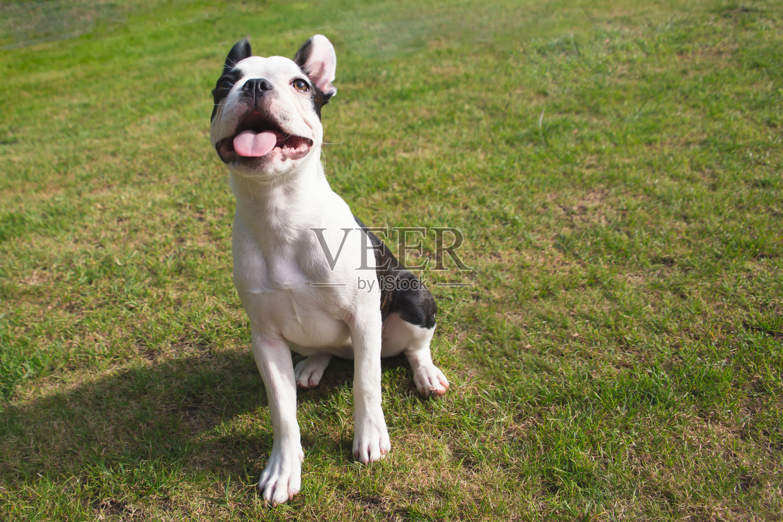 波士顿小猎犬坐在草地上，抬头微笑照片摄影图片