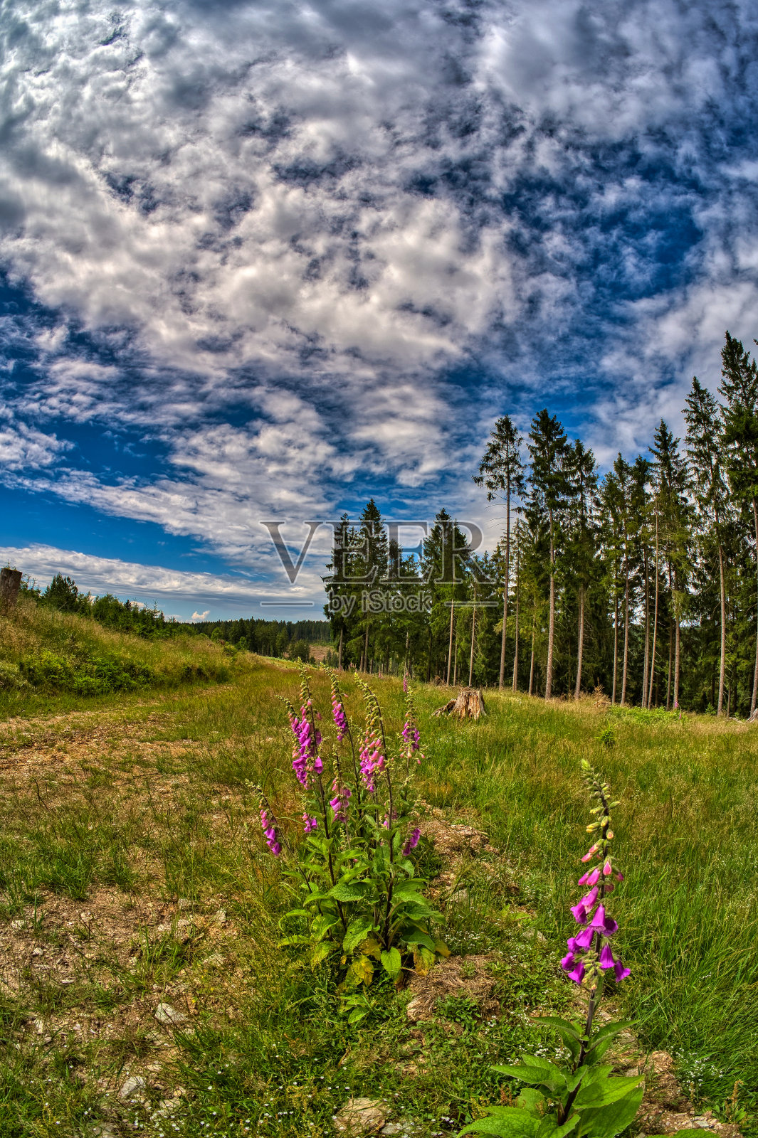 在美丽的图林根森林照片摄影图片