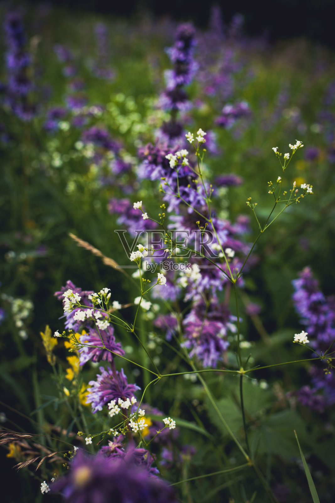 野花，草地，美丽的山花照片摄影图片