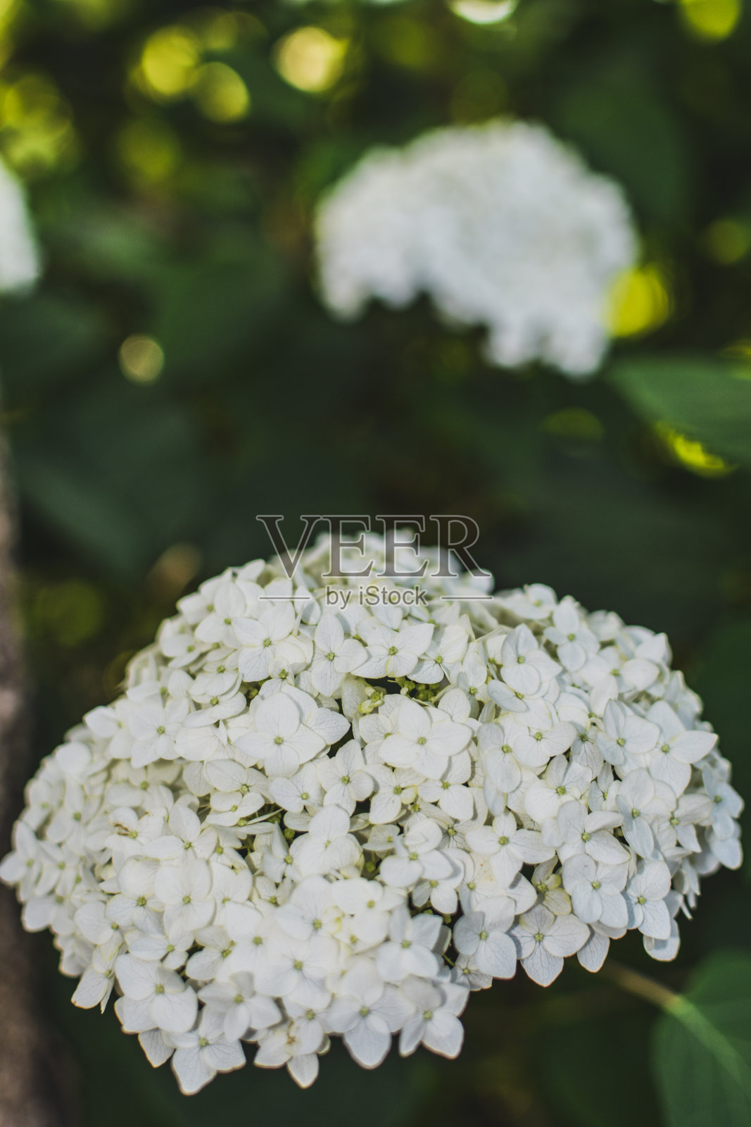 荚蒾bouburnde Neige，白色开花灌木，花园花卉照片摄影图片