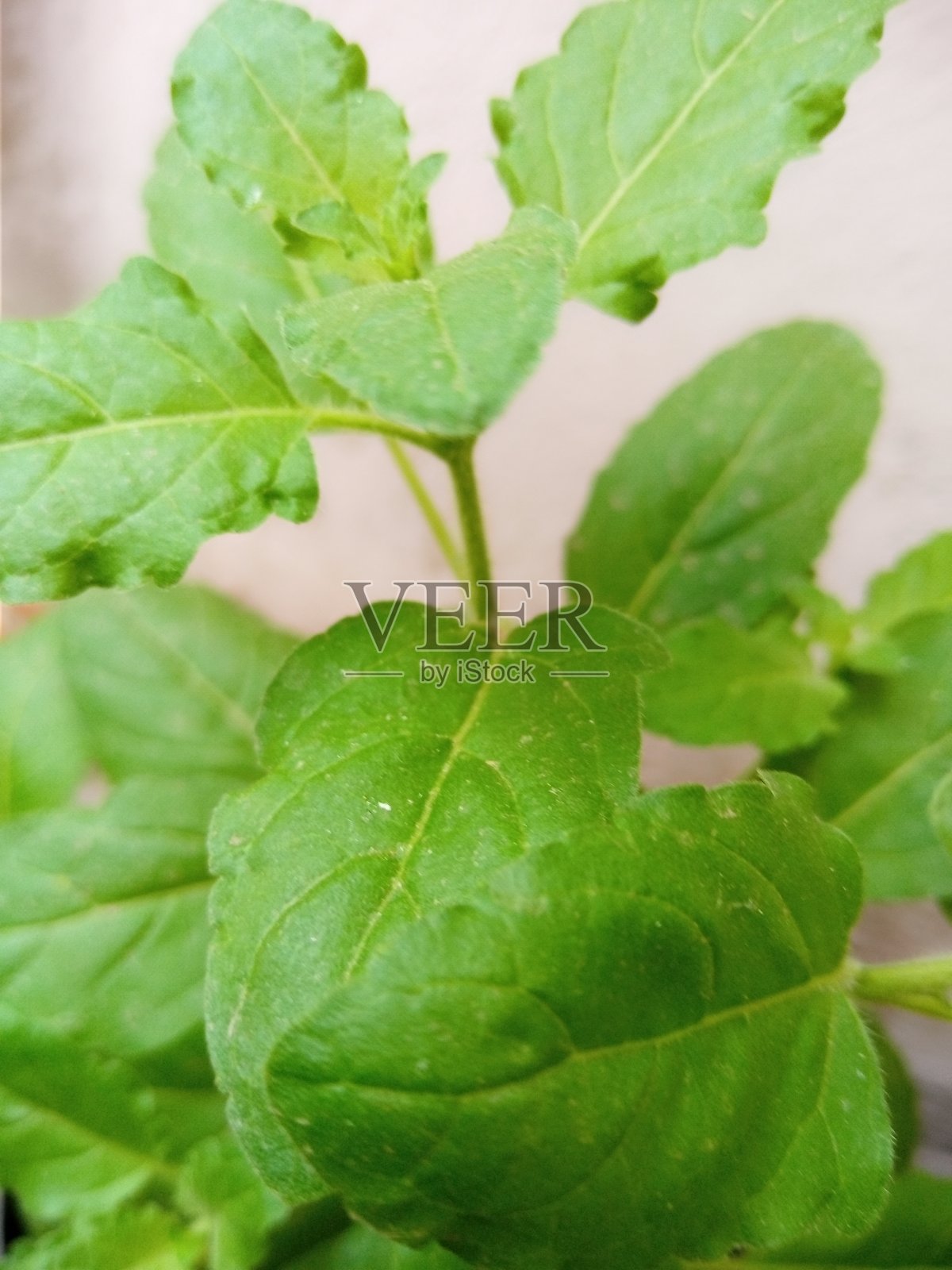 图丝植物/罗勒植物照片摄影图片