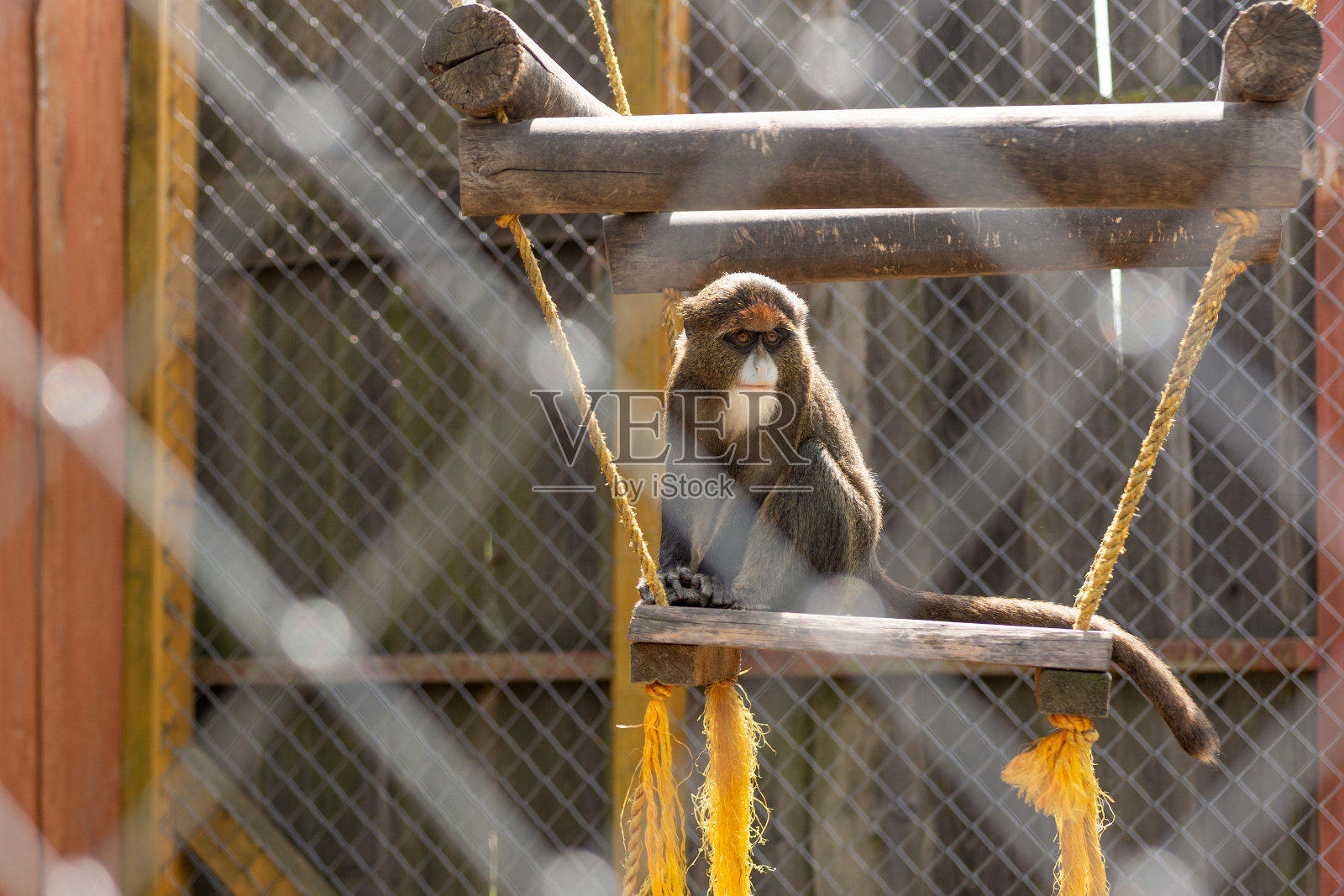 善良、可爱、毛茸茸的灵长类猴子。照片摄影图片