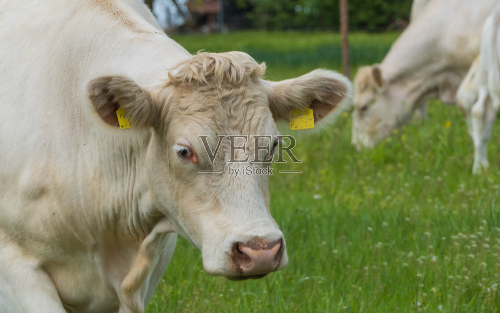 牛的极端特写镜头照片摄影图片