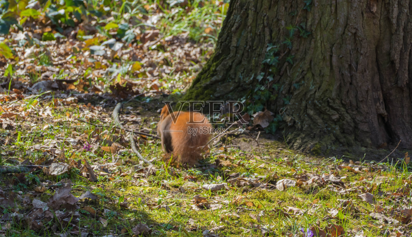 松鼠在草地上奔跑照片摄影图片
