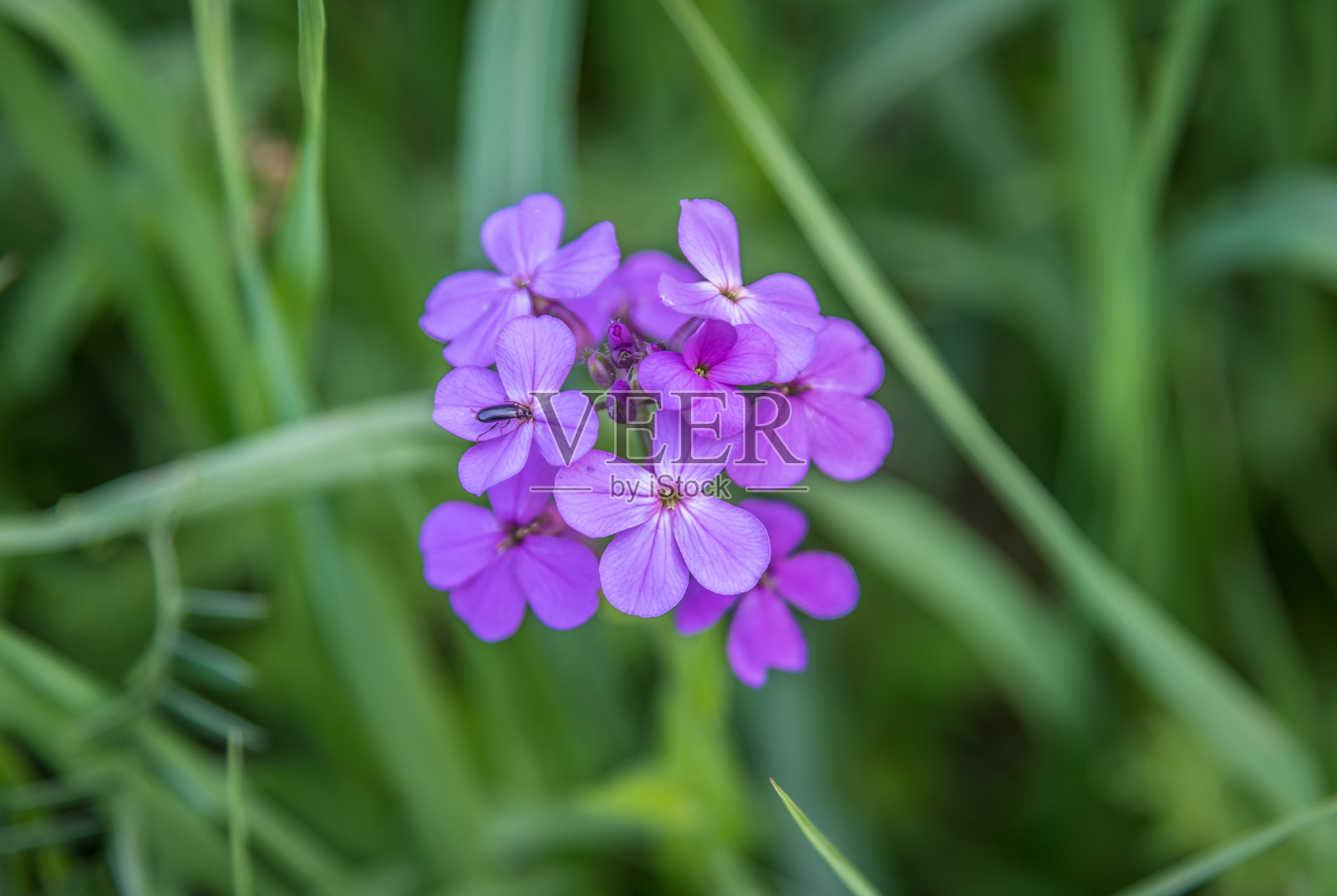 爵士的火箭花照片摄影图片