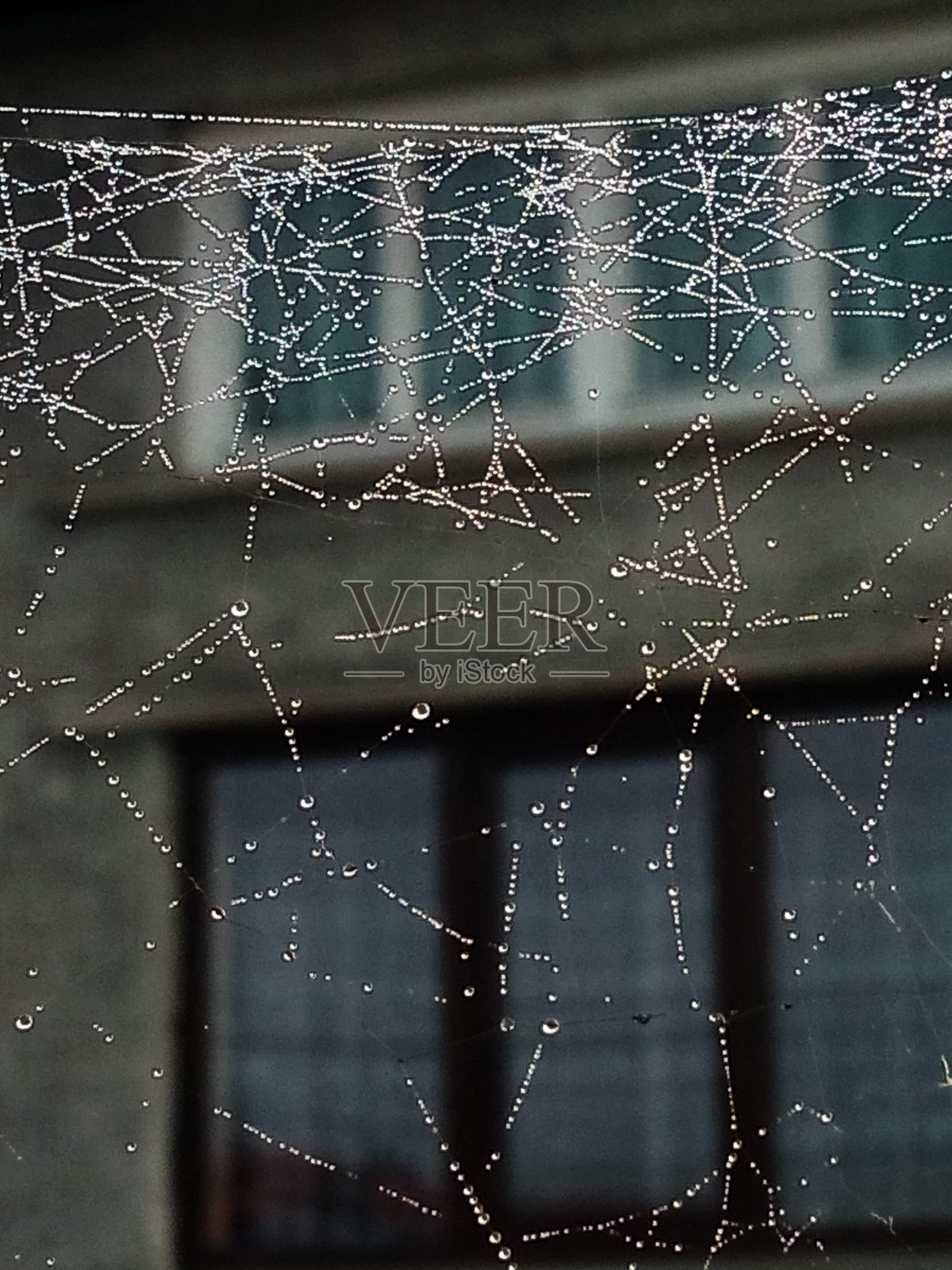 马拉穆瑞斯县的蜘蛛网照片摄影图片