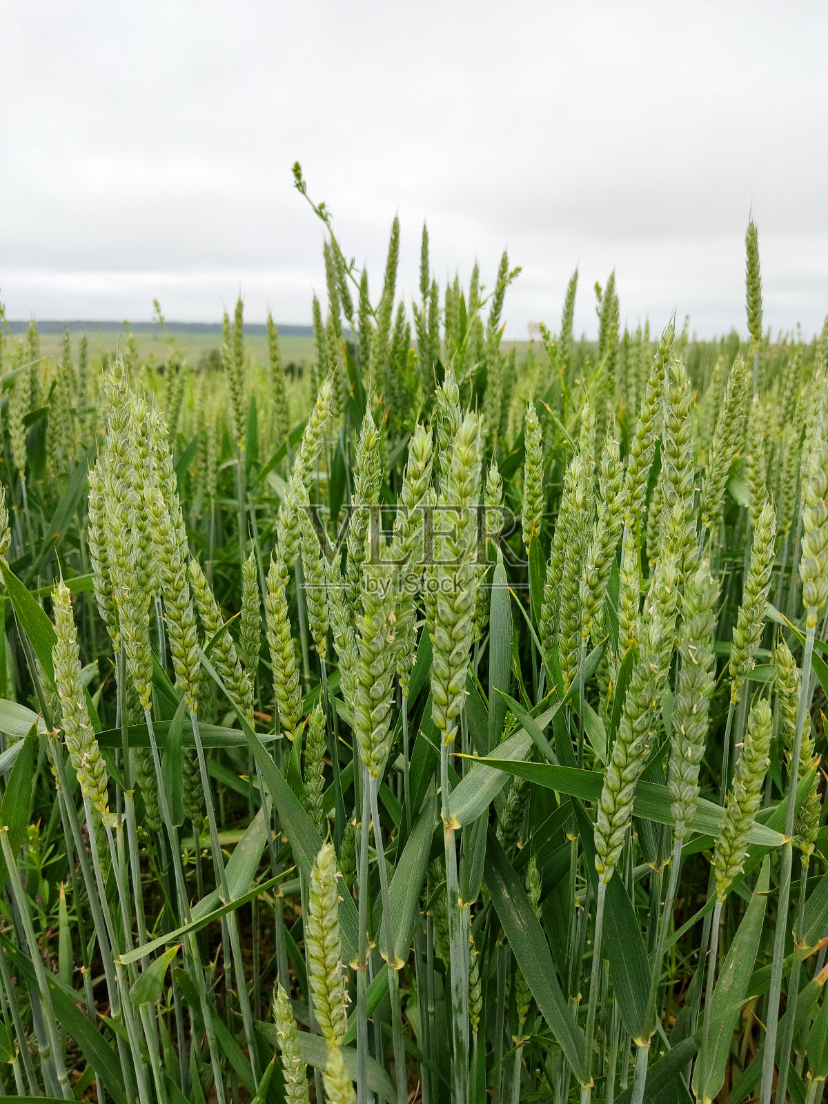 阴天下的绿麦穗。照片摄影图片