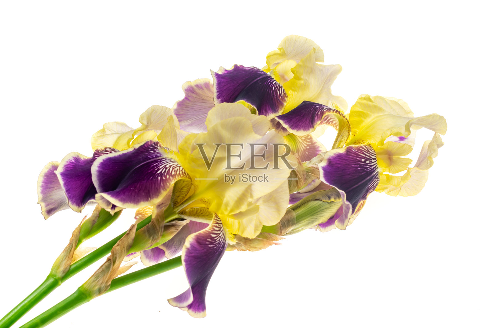 白色孤立背景上的黄色和紫色德国鸢尾照片摄影图片