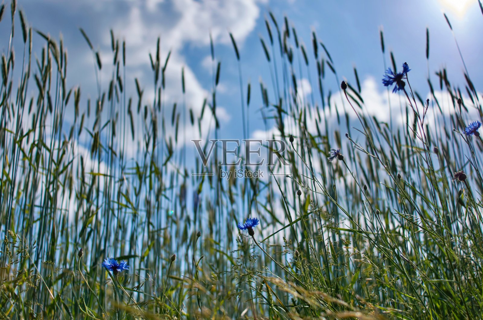 谷物在蓝天前照片摄影图片