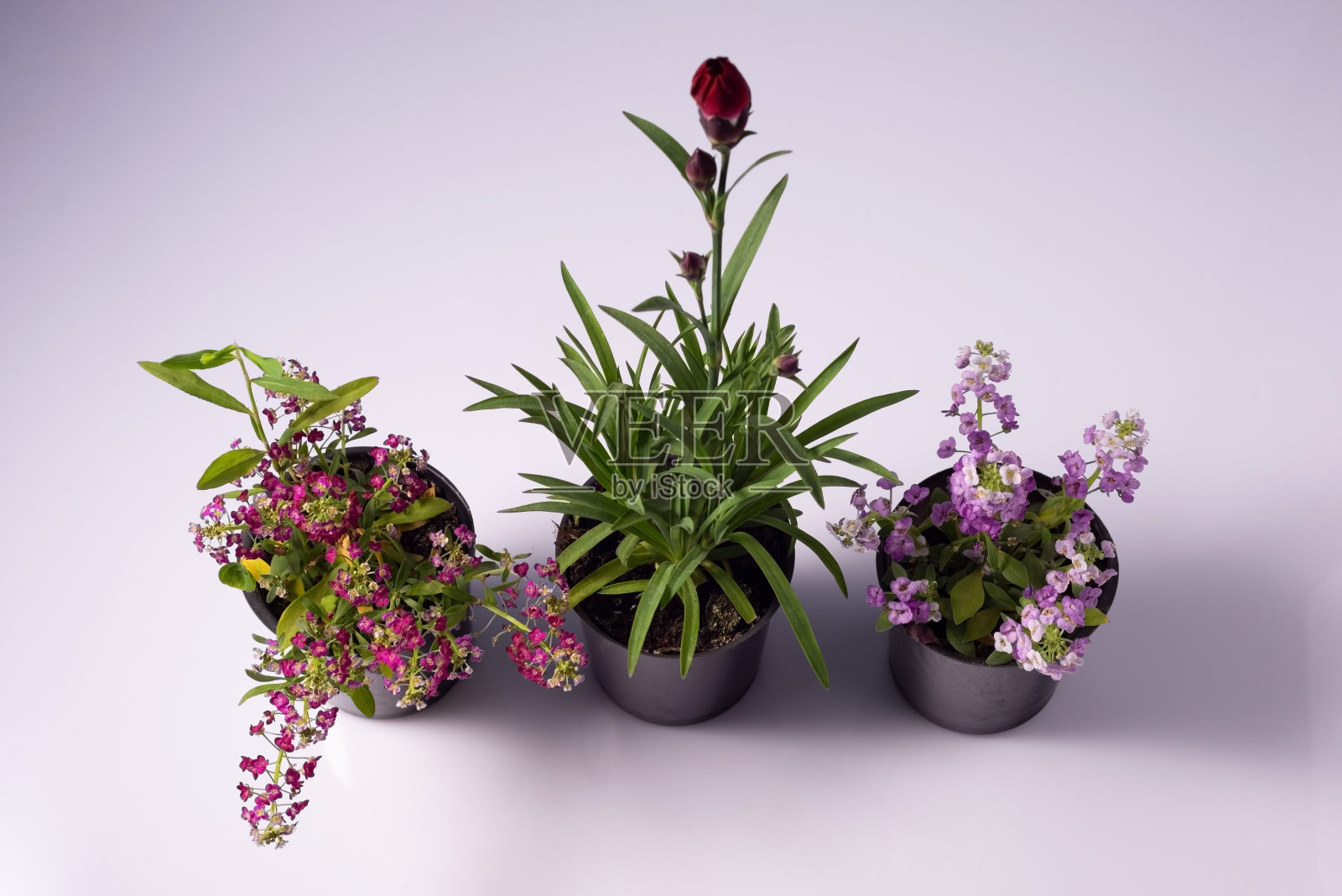 室内装饰小开花盆花。在白色背景照片摄影图片