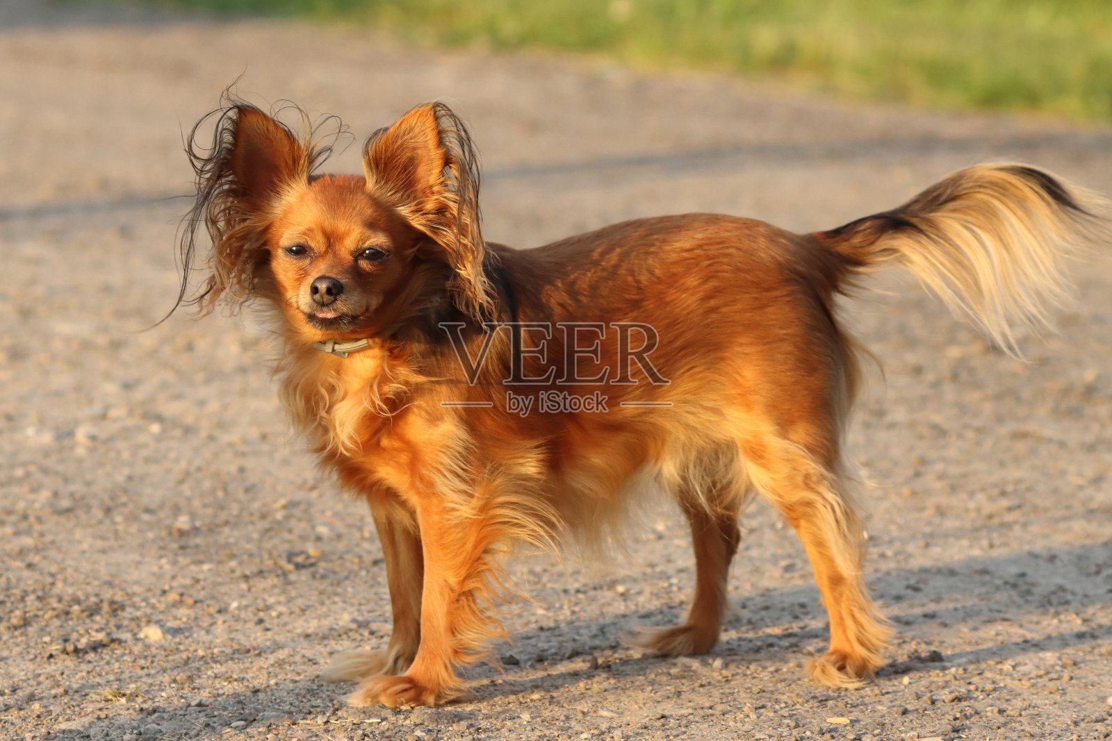 狗肖像照片摄影图片