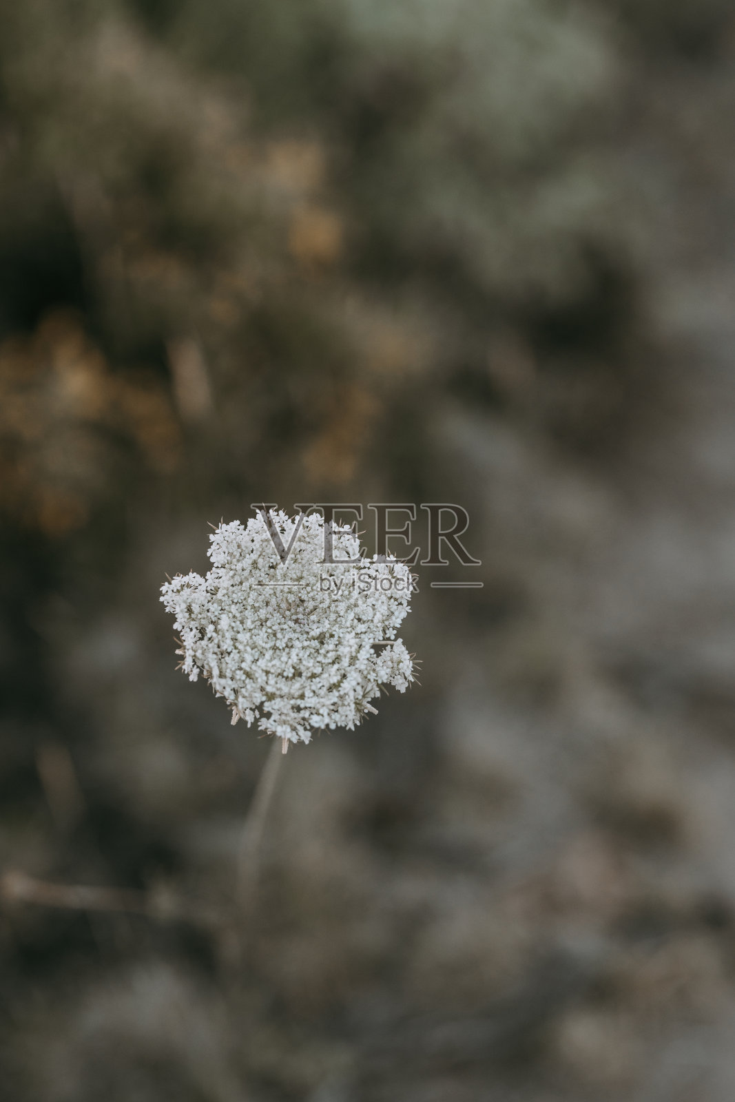 花照片摄影图片