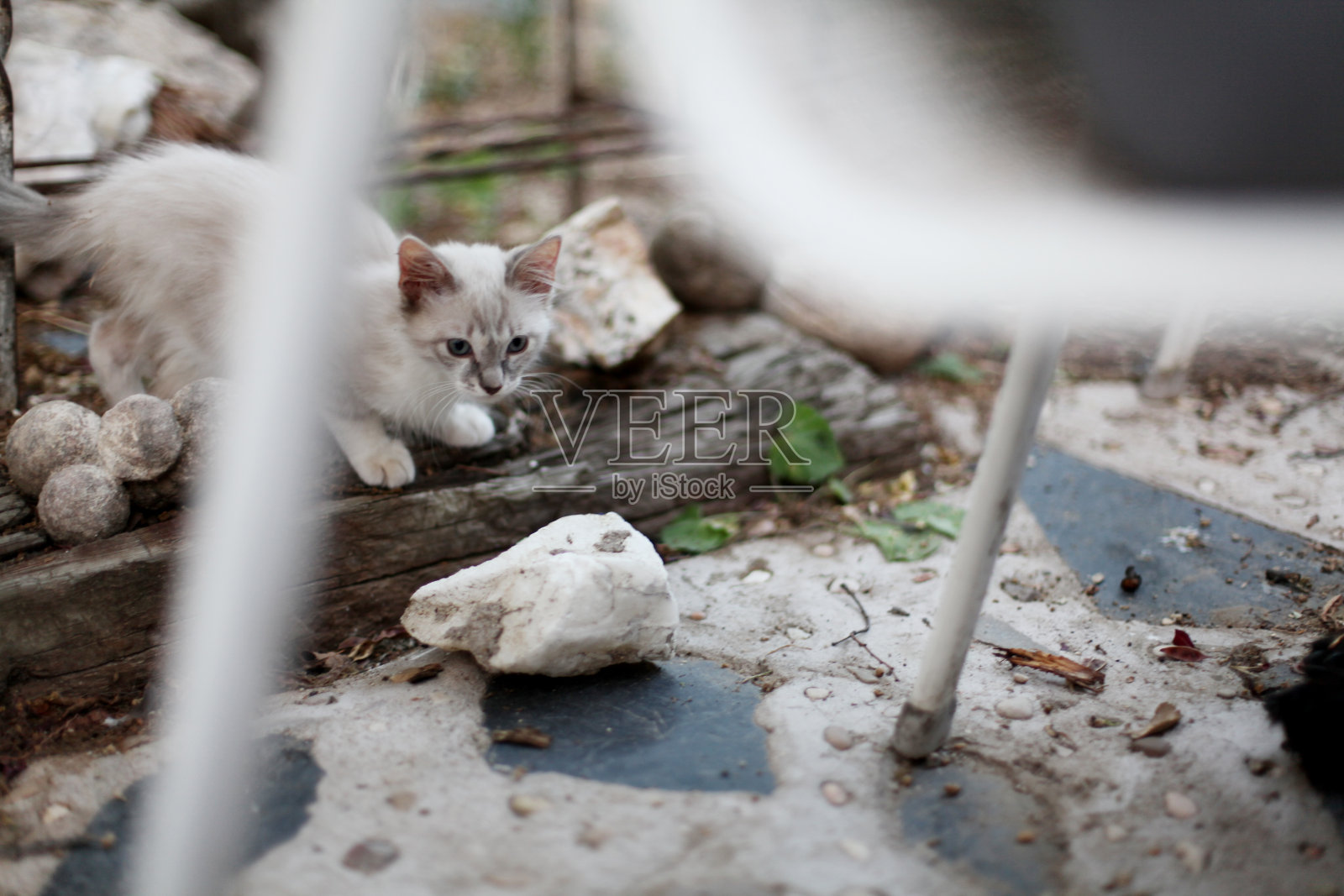 在阳台上捉猫照片摄影图片