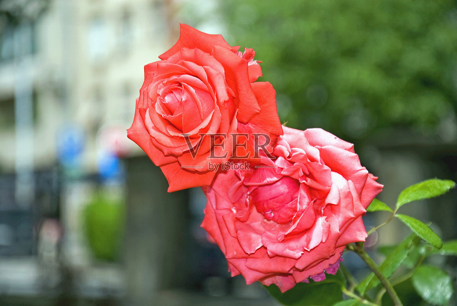 五月和六月的花园玫瑰(图十三)照片摄影图片