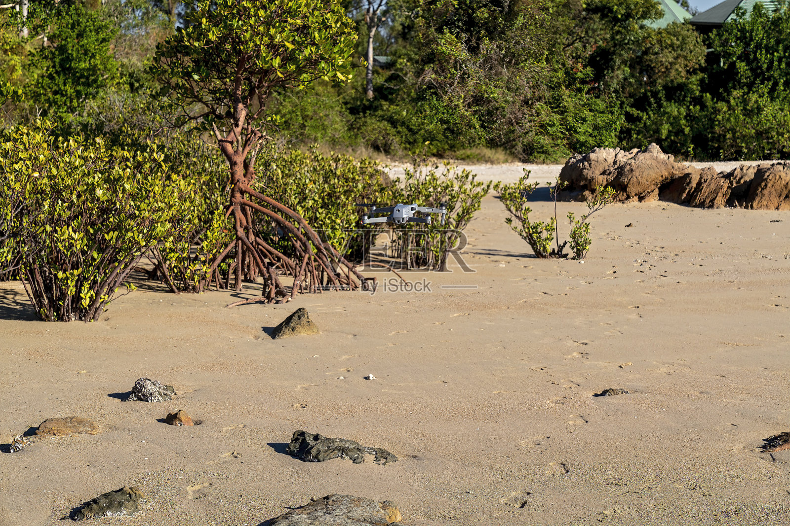 红树林海滩上照片摄影图片