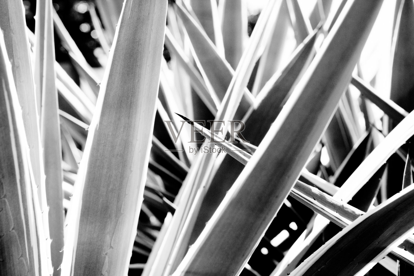 叶子，花和刺照片摄影图片