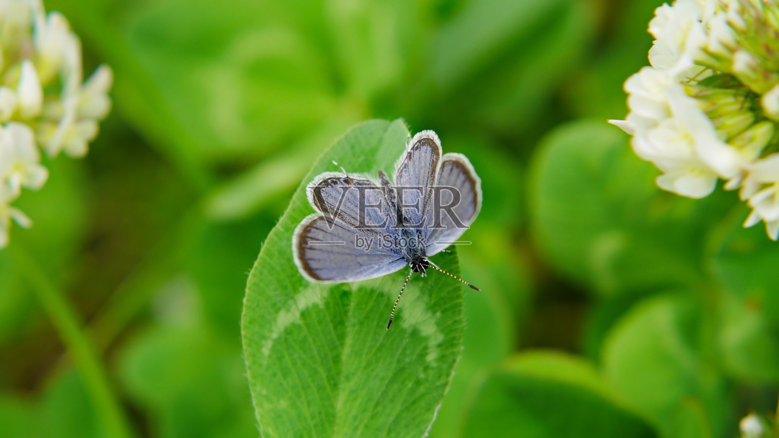 短尾蓝蝴蝶照片摄影图片