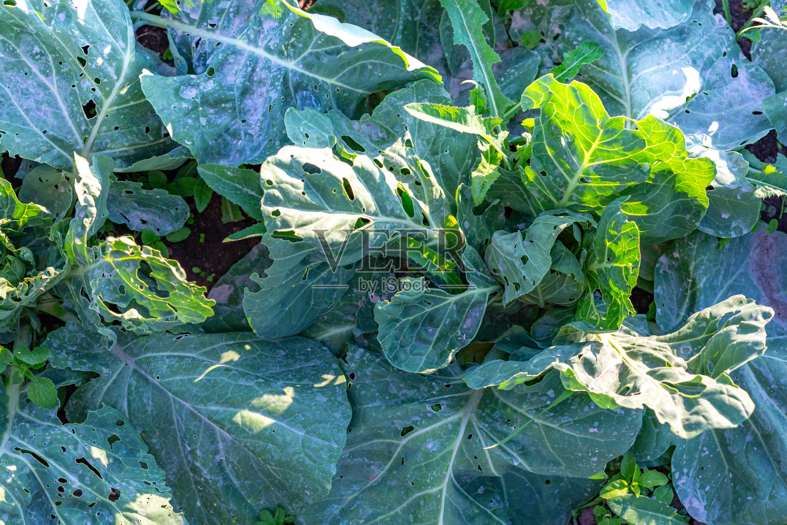 近距离观察白菜叶被害虫白蛉吃。照片摄影图片