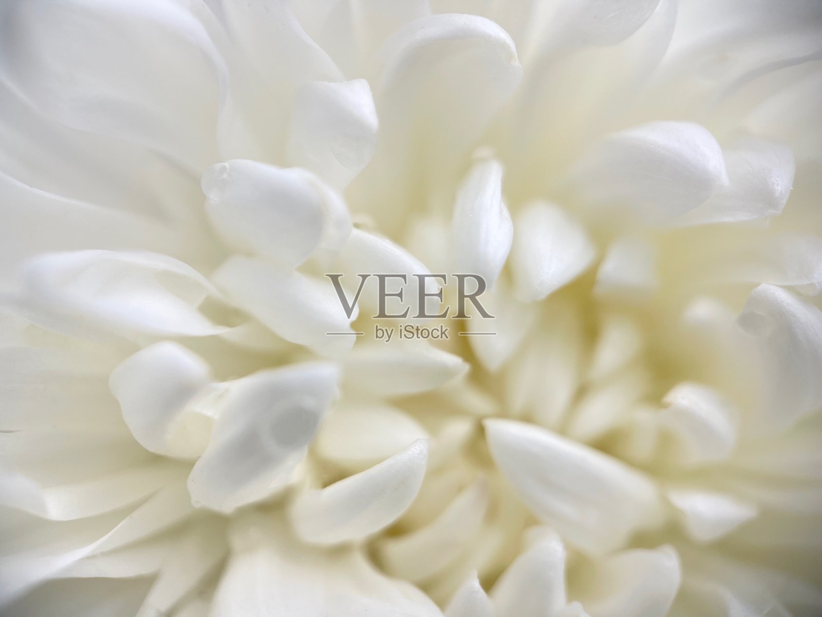 模糊菊花白色花瓣白色孤立的背景照片摄影图片