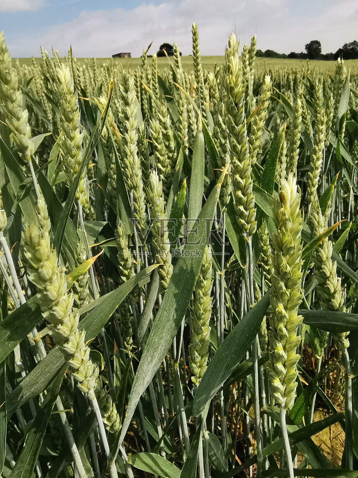 小麦照片摄影图片