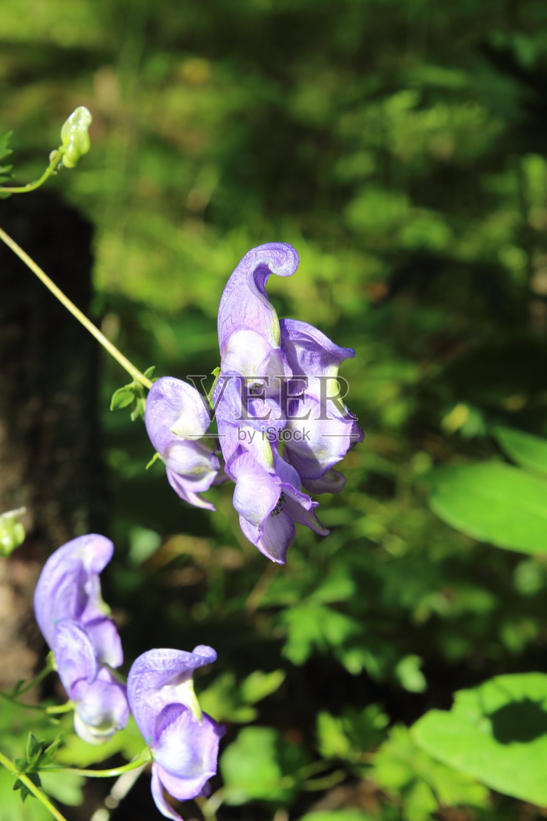 紫色的花照片摄影图片