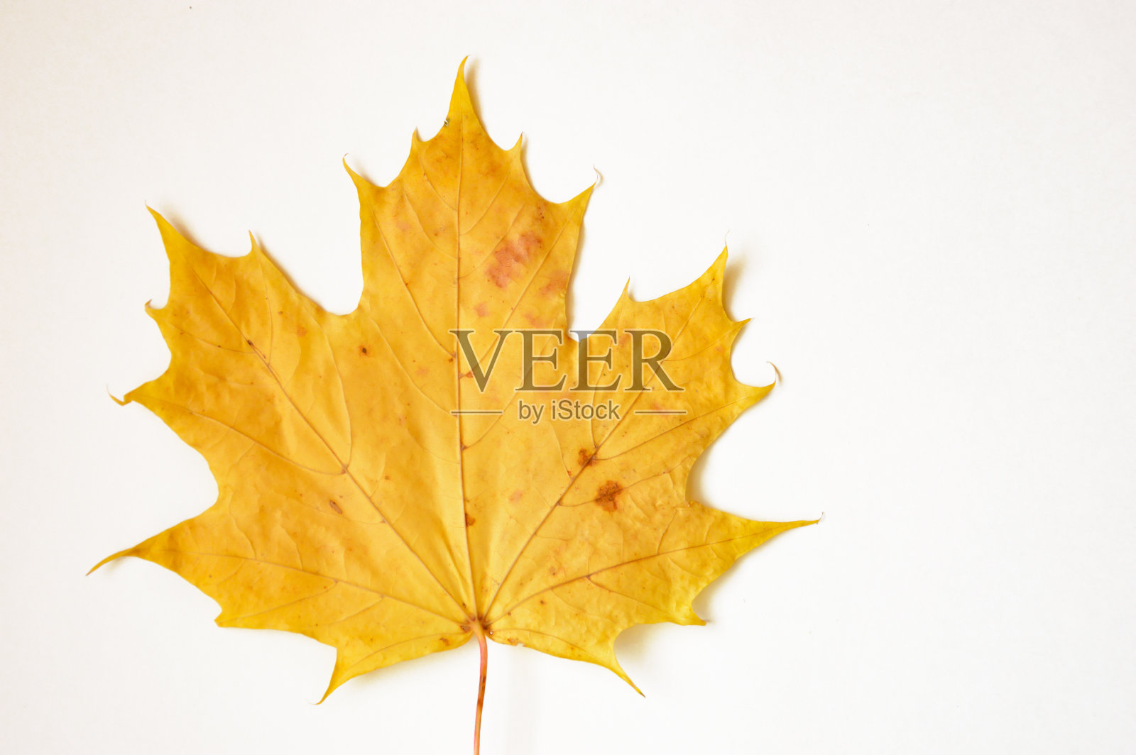 带条纹的枫叶。秋天枯黄的树叶在白色的背景上。照片摄影图片