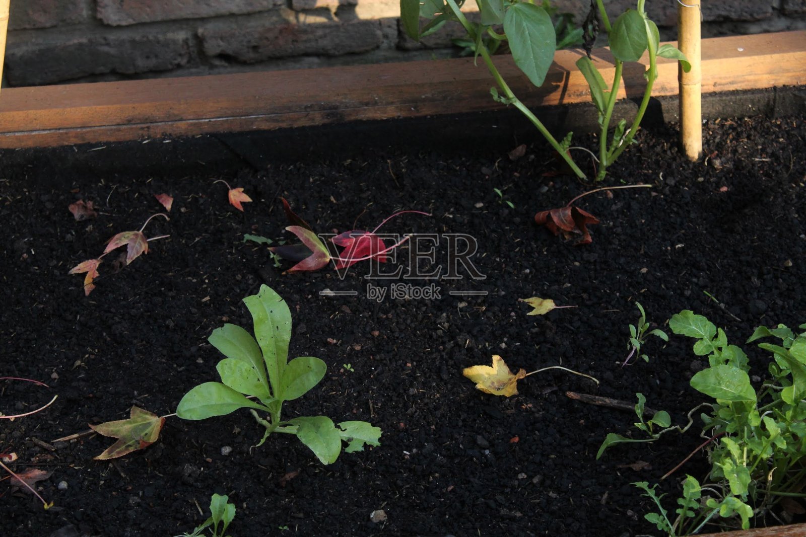 果园照片摄影图片