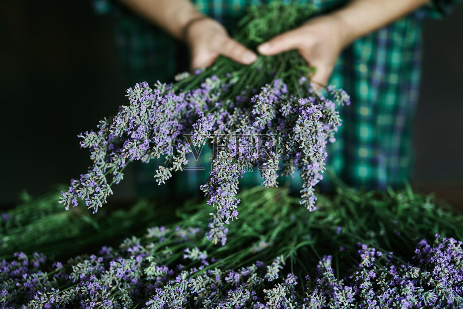 女子整理薰衣草花束照片摄影图片