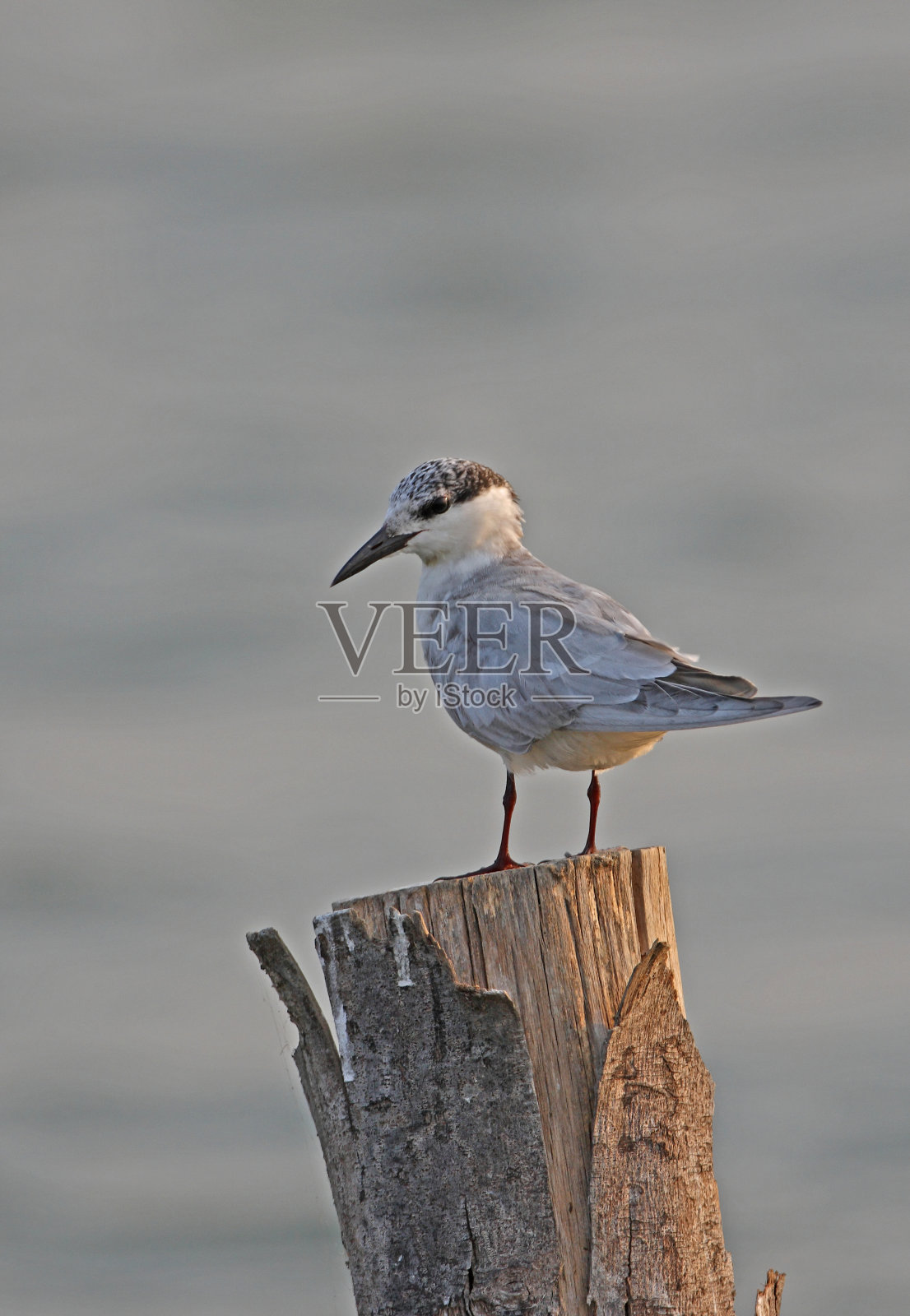 留胡须的燕鸥照片摄影图片