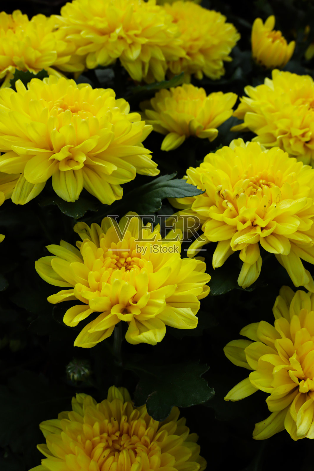 Bunga Krisan在印度尼西亚也被称为seruni。菊花是菊科菊花属的开花植物。用于婚礼鲜花、背景、装饰等照片摄影图片