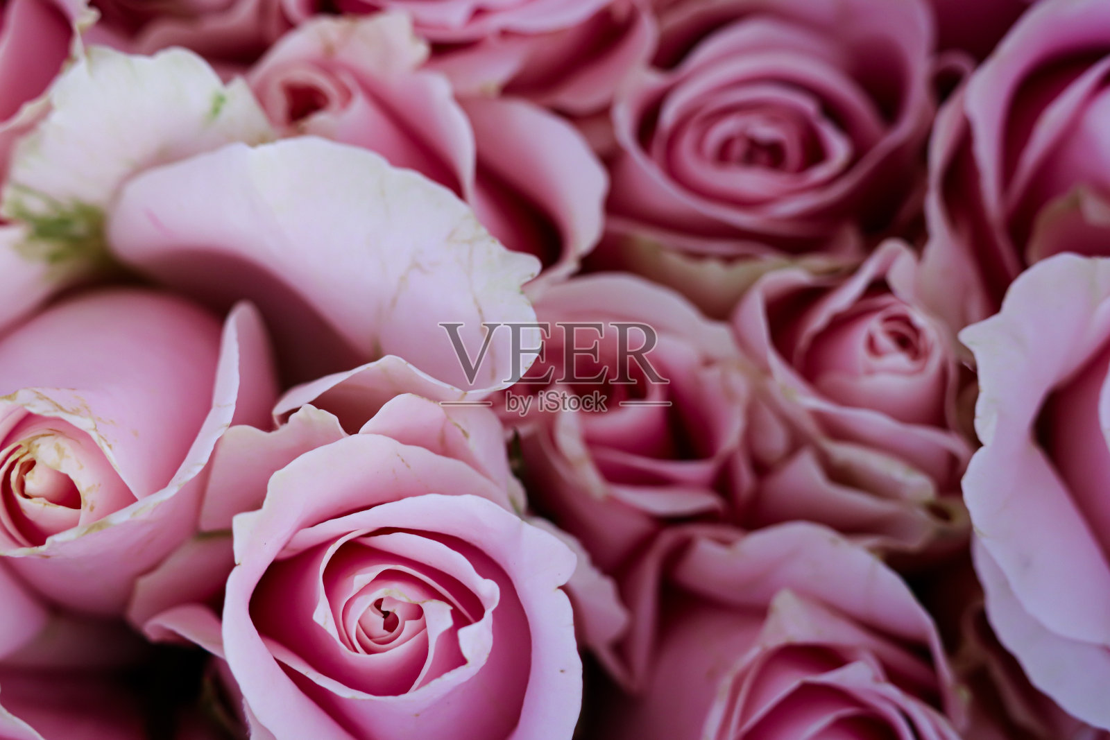 玫瑰。玫瑰花朵背景照片摄影图片