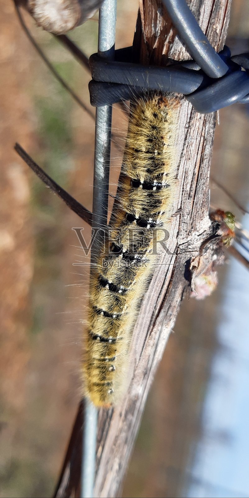 自然界的动物照片摄影图片