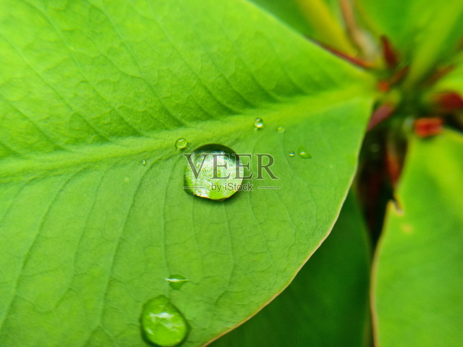 雨滴困在树叶里照片摄影图片