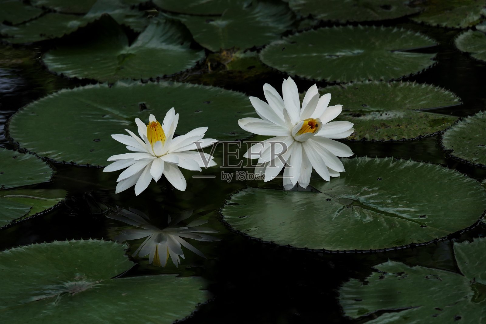 花照片摄影图片