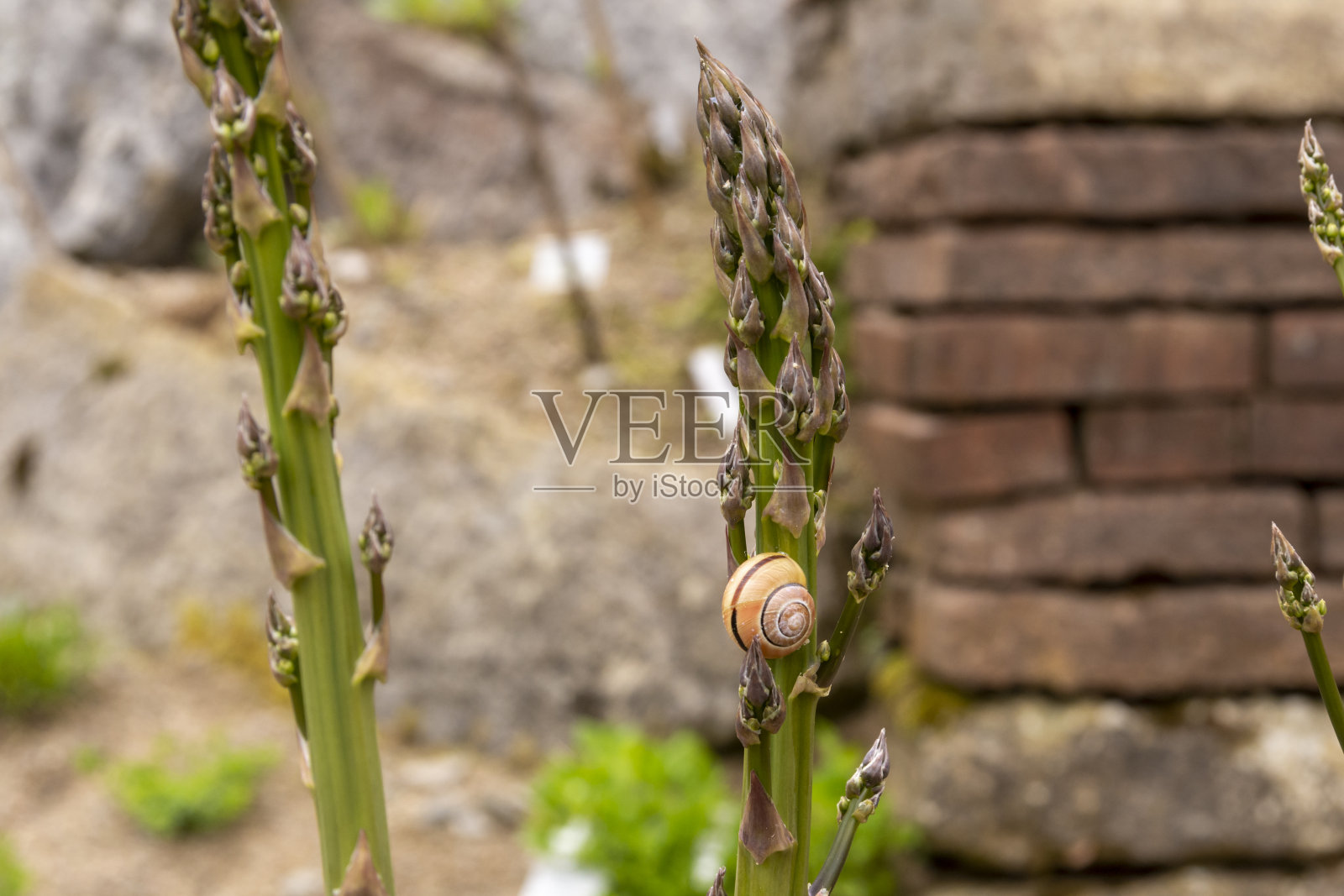 两根芦笋茎，一根上面有个蜗牛。照片摄影图片