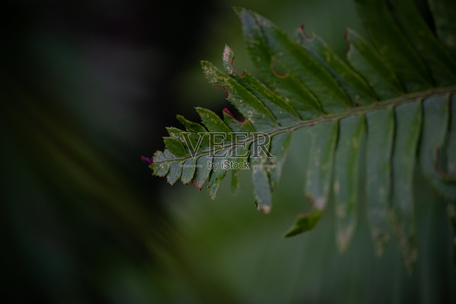 森林蕨类郁郁葱葱的自然背景照片摄影图片
