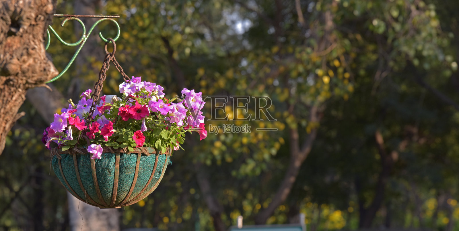 多色的冬季花束牵牛花挂在树上照片摄影图片