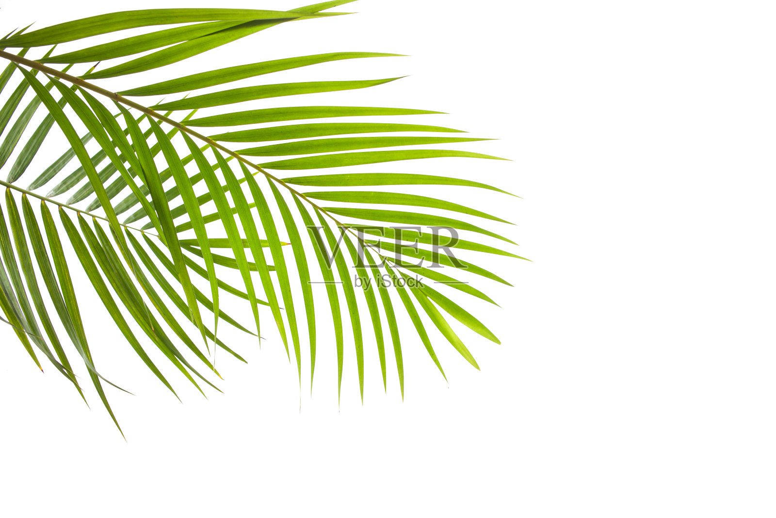 椰子的叶子孤立在白色的背景，夏季概念，平lay照片摄影图片